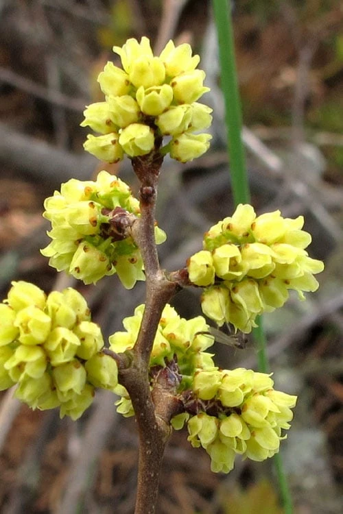 Fragrant Sumac (Rhus aromatica) - 1 Gallon Pot Fragrant Sumac (Rhus Aromatica) - 1 Gallon Pot -Garden Supplies Sales 2024 rhus aromatica fragrant sumac 1