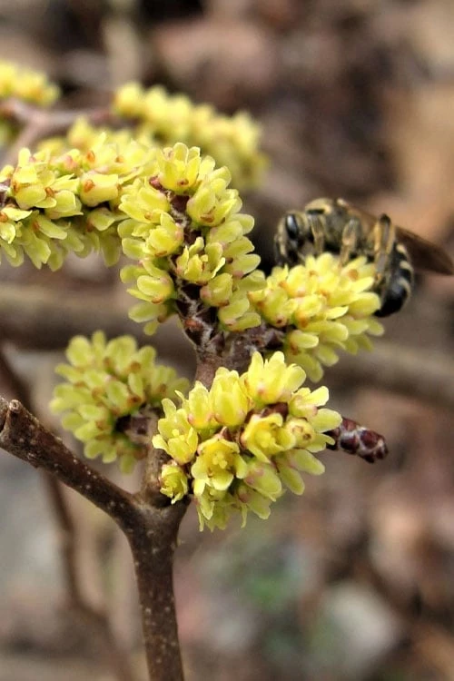 Fragrant Sumac (Rhus aromatica) - 1 Gallon Pot Fragrant Sumac (Rhus Aromatica) - 1 Gallon Pot -Garden Supplies Sales 2024 rhus aromatica fragrant sumac 2