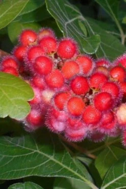 Fragrant Sumac (Rhus Aromatica) - 1 Gallon Pot 5 Fragrant Sumac (Rhus Aromatica) - 1 Gallon Pot -Garden Supplies Sales 2024 rhus aromatica fragrant sumac 3