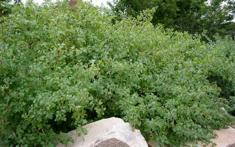 Fragrant Sumac (Rhus aromatica) - 1 Gallon Pot Fragrant Sumac (Rhus Aromatica) - 1 Gallon Pot -Garden Supplies Sales 2024 rhus aromatica fragrant sumac 4