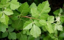 Fragrant Sumac (Rhus Aromatica) - 1 Gallon Pot 7 Fragrant Sumac (Rhus Aromatica) - 1 Gallon Pot -Garden Supplies Sales 2024 rhus aromatica fragrant sumac 5