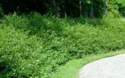 Fragrant Sumac (Rhus Aromatica) - 1 Gallon Pot 9 Fragrant Sumac (Rhus Aromatica) - 1 Gallon Pot -Garden Supplies Sales 2024 rhus aromatica fragrant sumac 7