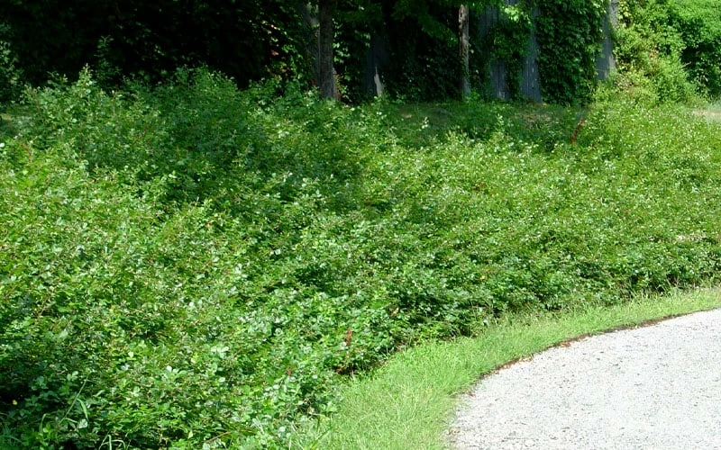 Fragrant Sumac (Rhus aromatica) - 1 Gallon Pot Fragrant Sumac (Rhus Aromatica) - 1 Gallon Pot -Garden Supplies Sales 2024 rhus aromatica fragrant sumac 7