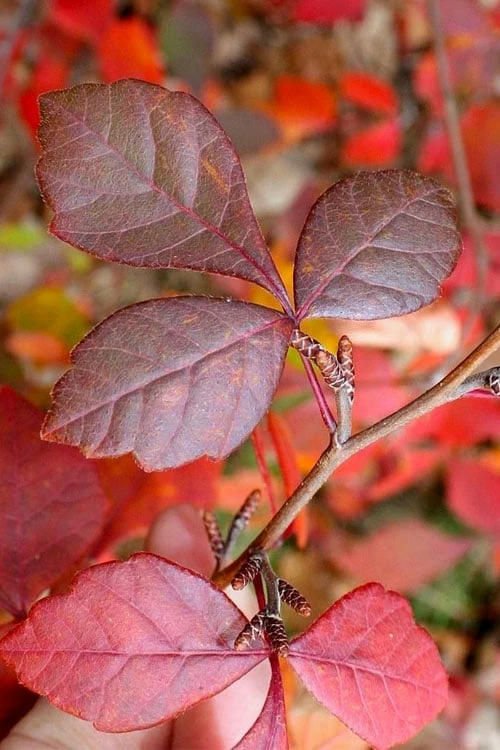 Fragrant Sumac (Rhus aromatica) - 1 Gallon Pot Fragrant Sumac (Rhus Aromatica) - 1 Gallon Pot -Garden Supplies Sales 2024 rhus aromatica fragrant sumac 8