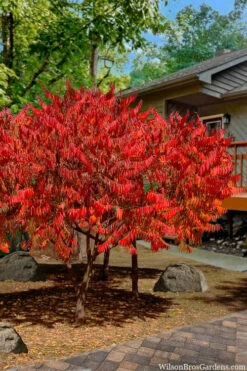 Staghorn Sumac (Rhus Typhina) - 1 Gallon Pot -Garden Supplies Sales 2024 rhus typhina staghorn sumac 10