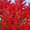 Staghorn Sumac (Rhus Typhina) - 1 Gallon Pot -Garden Supplies Sales 2024 rhus typhina staghorn sumac 11