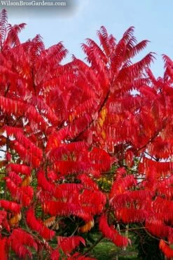 Staghorn Sumac (Rhus Typhina) - 1 Gallon Pot