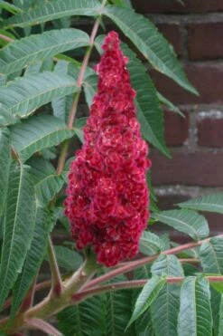 Staghorn Sumac (Rhus Typhina) - 1 Gallon Pot -Garden Supplies Sales 2024 rhus typhina staghorn sumac 2