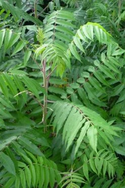 Staghorn Sumac (Rhus Typhina) - 3 Gallon Pot -Garden Supplies Sales 2024 rhus typhina staghorn sumac 3 1