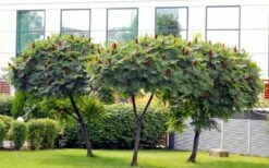 Staghorn Sumac (Rhus Typhina) - 3 Gallon Pot -Garden Supplies Sales 2024 rhus typhina staghorn sumac 5 1