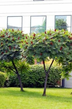 Staghorn Sumac (Rhus Typhina) - 1 Gallon Pot -Garden Supplies Sales 2024 rhus typhina staghorn sumac 7