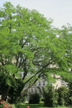 Black Locust Tree - 3 Gallon Pot -Garden Supplies Sales 2024 robinia pseudoacacia black locust tree 10