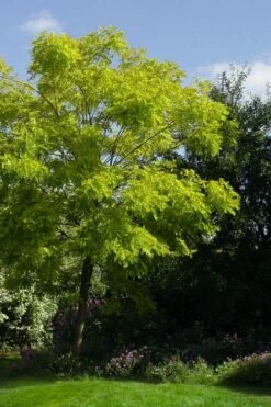 Black Locust Tree - 3 Gallon Pot -Garden Supplies Sales 2024 robinia pseudoacacia black locust tree 11