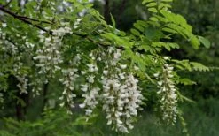 Black Locust Tree - 3 Gallon Pot -Garden Supplies Sales 2024 robinia pseudoacacia black locust tree 15