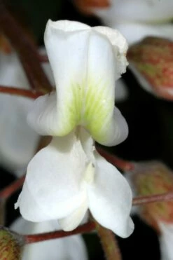 Black Locust Tree - 3 Gallon Pot -Garden Supplies Sales 2024 robinia pseudoacacia black locust tree 2