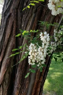 Black Locust Tree - 3 Gallon Pot -Garden Supplies Sales 2024 robinia pseudoacacia black locust tree 20