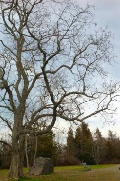 Black Locust Tree - 3 Gallon Pot -Garden Supplies Sales 2024 robinia pseudoacacia black locust tree 4