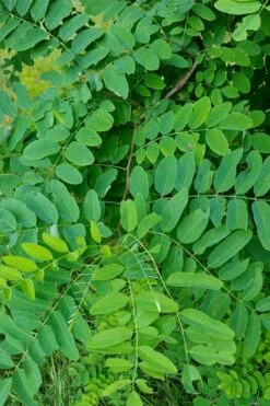 Black Locust Tree - 3 Gallon Pot -Garden Supplies Sales 2024 robinia pseudoacacia black locust tree 5