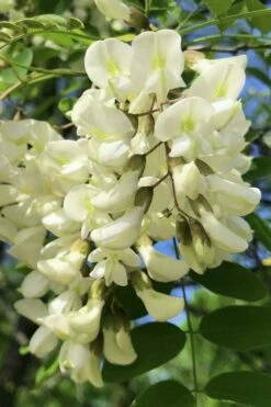 Black Locust Tree - 3 Gallon Pot -Garden Supplies Sales 2024 robinia pseudoacacia black locust tree 6