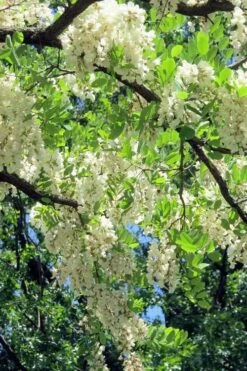 Black Locust Tree - 3 Gallon Pot -Garden Supplies Sales 2024 robinia pseudoacacia black locust tree 7