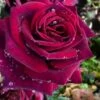 Crimson Knight Brindabella Rose - 2 Gallon Pot -Garden Supplies Sales 2024 rosa crimson knight brindabella rose 1