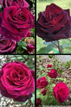 Crimson Knight Brindabella Rose - 3 Gallon Pot -Garden Supplies Sales 2024 rosa crimson knight brindabella rose 2 1