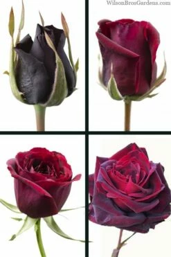 Crimson Knight Brindabella Rose - 3 Gallon Pot -Garden Supplies Sales 2024 rosa crimson knight brindabella rose 3 1