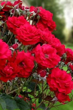 Oh My! Floribunda Tree Rose - 7 Gallon Pot -Garden Supplies Sales 2024 rosa oh my floribunda rose 2