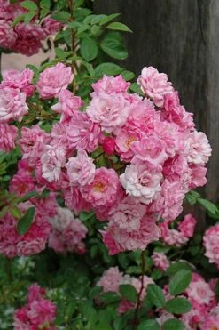 Peggy Martin Climbing Rose - 7 Gallon Pot -Garden Supplies Sales 2024 rosa peggy martin climbing rose 1