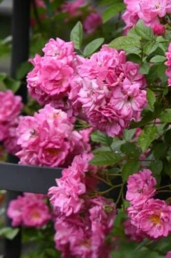 Peggy Martin Climbing Rose - 7 Gallon Pot -Garden Supplies Sales 2024 rosa peggy martin climbing rose 10