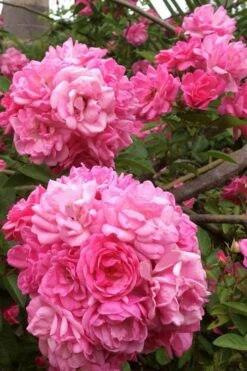 Peggy Martin Climbing Rose - 7 Gallon Pot -Garden Supplies Sales 2024 rosa peggy martin climbing rose 11