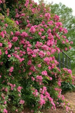 Peggy Martin Climbing Rose - 7 Gallon Pot -Garden Supplies Sales 2024 rosa peggy martin climbing rose 2