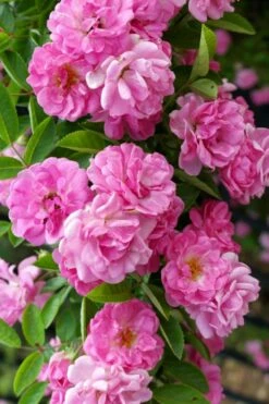 Peggy Martin Climbing Rose - 7 Gallon Pot -Garden Supplies Sales 2024 rosa peggy martin climbing rose 5
