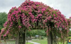 Peggy Martin Climbing Rose - 7 Gallon Pot -Garden Supplies Sales 2024 rosa peggy martin climbing rose 7