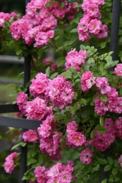 Peggy Martin Climbing Rose - 7 Gallon Pot -Garden Supplies Sales 2024 rosa peggy martin climbing rose 9