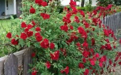 Red Cascade Miniature Climbing Rose - 2.5 Quart Pot -Garden Supplies Sales 2024 rosa red cascade rose 100