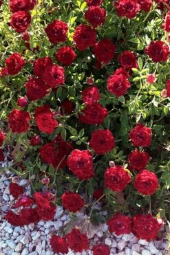 Red Cascade Miniature Climbing Rose - 2.5 Quart Pot -Garden Supplies Sales 2024 rosa red cascade rose 101