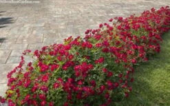 Red Drift Groundcover Rose - 2 Gallon Pot -Garden Supplies Sales 2024 rosa red drift dwarf rose 100