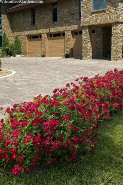 Red Drift Groundcover Rose - 2 Gallon Pot -Garden Supplies Sales 2024 rosa red drift dwarf rose 101