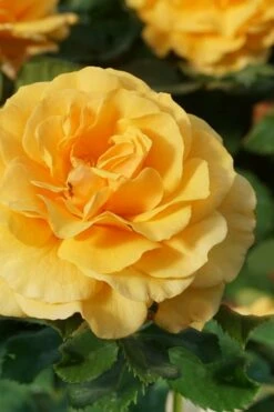 Rise Up Amberness Rose - 2 Gallon Pot -Garden Supplies Sales 2024 rosa rise up amberness rose 3