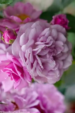 Rise Up 'Lilac Days' Rose - 2 Gallon Pot -Garden Supplies Sales 2024 rosa rise up lilac days rose 1