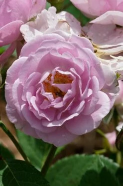 Rise Up 'Lilac Days' Rose - 2 Gallon Pot -Garden Supplies Sales 2024 rosa rise up lilac days rose 2