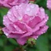 Rise Up 'Lilac Days' Rose - 2 Gallon Pot -Garden Supplies Sales 2024 rosa rise up lilac days rose 3
