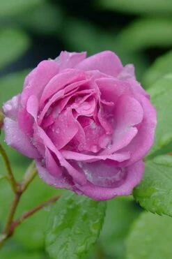 Rise Up 'Lilac Days' Rose - 2 Gallon Pot -Garden Supplies Sales 2024 rosa rise up lilac days rose 4