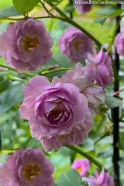 Rise Up 'Lilac Days' Rose - 2 Gallon Pot -Garden Supplies Sales 2024 rosa rise up lilac days rose 5