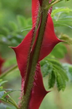 Winged Blood Thorn Rose (Rosa Sericea Var. Pteracantha) - 5 Gallon Pot 5 Winged Blood Thorn Rose (Rosa Sericea Var. Pteracantha) - 5 Gallon Pot -Garden Supplies Sales 2024 rosa sericea var pteracantha winged blood thorn rose 1