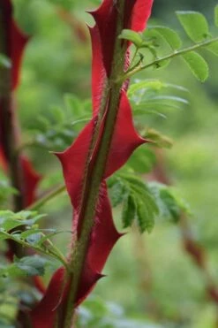 Winged Blood Thorn Rose (Rosa Sericea Var. Pteracantha) - 5 Gallon Pot 7 Winged Blood Thorn Rose (Rosa Sericea Var. Pteracantha) - 5 Gallon Pot -Garden Supplies Sales 2024 rosa sericea var pteracantha winged blood thorn rose 2