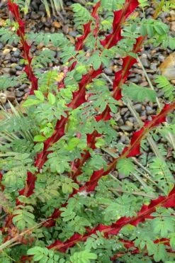 Winged Blood Thorn Rose (Rosa Sericea Var. Pteracantha) - 5 Gallon Pot 6 Winged Blood Thorn Rose (Rosa Sericea Var. Pteracantha) - 5 Gallon Pot -Garden Supplies Sales 2024 rosa sericea var pteracantha winged blood thorn rose 3