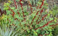 Winged Blood Thorn Rose (Rosa Sericea Var. Pteracantha) - 5 Gallon Pot 8 Winged Blood Thorn Rose (Rosa Sericea Var. Pteracantha) - 5 Gallon Pot -Garden Supplies Sales 2024 rosa sericea var pteracantha winged blood thorn rose 5