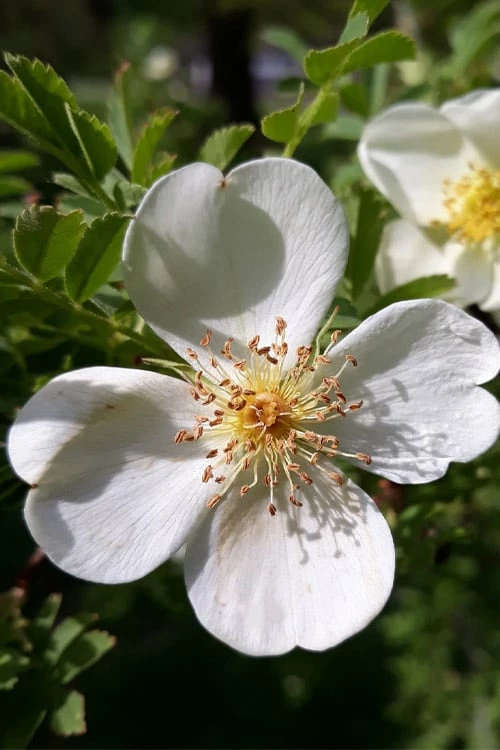 Winged Blood Thorn Rose (Rosa sericea var. pteracantha) - 5 Gallon Pot Winged Blood Thorn Rose (Rosa Sericea Var. Pteracantha) - 5 Gallon Pot -Garden Supplies Sales 2024 rosa sericea var pteracantha winged blood thorn rose 7